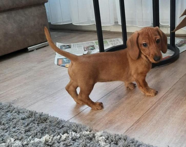 Ruwhaar pupje rood, Dieren en Toebehoren, Honden | Teckels en Dashonden, Teef, Ruwhaar, Dwerg, Particulier, Eén hond, Nederland