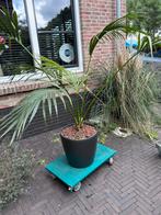 Mooie palm met verrijdbare pot en aqua system, Ophalen of Verzenden, Bloeit niet, Overige soorten, Volle zon