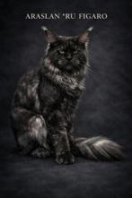 DEKKATER! Maine coon uit Rusland. Black smoke. 1,5 jaar oud.