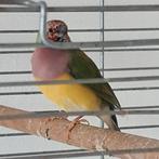 Te koop gouldamedine pop., Vrouwelijk