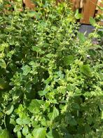 Citroen melisse stekjes, Tuin en Terras, Planten | Tuinplanten, Ophalen, Volle zon, Vaste plant, Kruiden