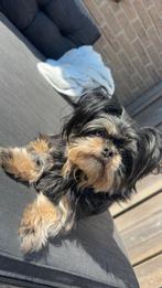 Maatje voor onze Mila (niet te koop!), Overige rassen, Teef, Parvo, Eén hond