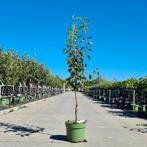 Laagstam Pyrus communis ‘Conference’ | perenboom > 1x, Ophalen, Halfschaduw, Overige soorten, Lente