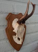 Taxidermie,Taxidermy "BIJZONDERE ree gewei 5ender "op schild, Verzamelen, Dierenverzamelingen, Ophalen of Verzenden, Gebruikt