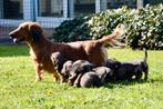 Teckel pups langharig, Dieren en Toebehoren, Honden | Teckels en Dashonden, Particulier, Meerdere, Langhaar, 8 tot 15 weken