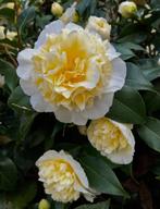 Camelia Brushfield yellow ca 100 cm, Tuin en Terras, Planten | Struiken en Hagen, Ophalen of Verzenden, Overige soorten, Struik