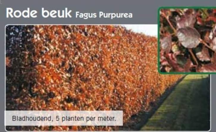Beukenhaag,  Fagus, Meidoorn, Taxus, Laurier, Liguster, Tuin en Terras, Planten | Struiken en Hagen, Haag, Beukenhaag, Minder dan 100 cm