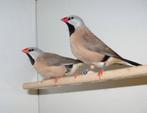 Te koop Spitsstaarten, Dieren en Toebehoren, Vogels | Overige Vogels, Meerdere dieren, Tropenvogel, Tam