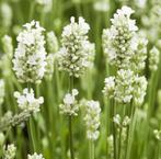Lavandula A. Alba | Witte Lavendel | Chemievrij | P9, Overige soorten, Volle zon, Vaste plant, Ophalen of Verzenden