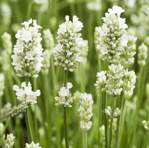 Lavandula A. Alba | Witte Lavendel | Chemievrij | P9, Tuin en Terras, Planten | Tuinplanten, Vaste plant, Overige soorten, Volle zon