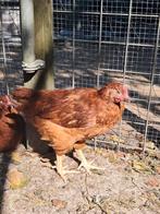 Rhode red island haantjes, Dieren en Toebehoren, Pluimvee, Mannelijk