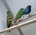 Forbes papegaaiamadines, Dieren en Toebehoren, Vogels | Overige Vogels, Meerdere dieren