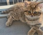 Britse korthaar kater, Dieren en Toebehoren, Katten en Kittens | Raskatten | Korthaar, Kater