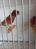 Mooie kuif harlekijn kanaries, Dieren en Toebehoren, Vogels | Kanaries, Meerdere dieren, Postuurkanarie