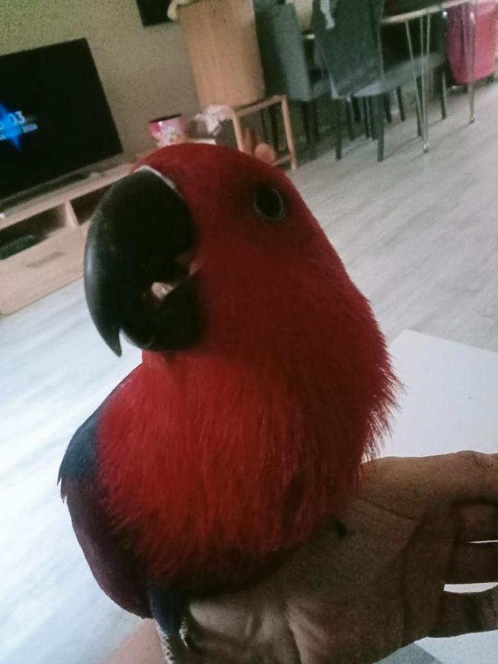 Prachtige tamme edel papagaai pop, Dieren en Toebehoren, Vogels | Parkieten en Papegaaien, Papegaai, Vrouwelijk, Pratend, Tam