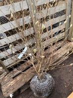 Magnolia stellata, Tuin en Terras, Planten | Bomen, Ophalen