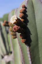 Cactus Lophocereus Marginatus totale hoogte circa 90cm-115cm, Huis en Inrichting, Kamerplanten, 100 tot 150 cm, Ophalen of Verzenden