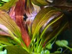 Echinodorus Ozelot Red, Dieren en Toebehoren, Vissen | Aquaria en Toebehoren, Ophalen, Nieuw, Plant(en), Steen of Hout