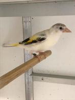 Jonge majoor putter 2025, Dieren en Toebehoren, Vogels | Overige Vogels, Mannelijk, Wildzangvogel