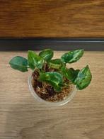 Syngonium "Three kings" plantjes/stekjes, Ophalen of Verzenden, Halfschaduw, Minder dan 100 cm