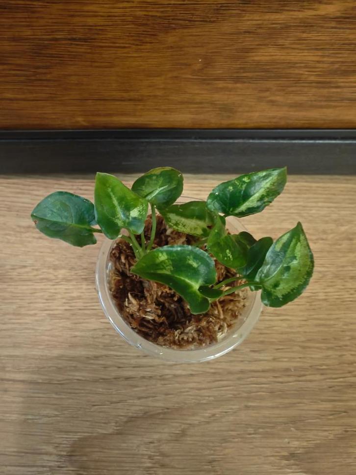 Syngonium "Three kings" plantjes/stekjes, Huis en Inrichting, Kamerplanten, Minder dan 100 cm, Halfschaduw, Ophalen of Verzenden