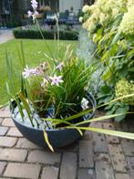 Prachtige grote watervijver waterbak gevuld met 3 planten, Ophalen, Overige soorten, Volle zon