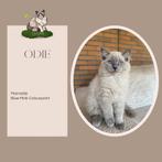 Ragdoll kittens klaar voor vertrek vanaf 22 augustus, Dieren en Toebehoren, Katten en Kittens | Raskatten | Langhaar, Meerdere dieren