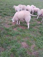Swifter dekrammen, Dieren en Toebehoren, Schapen, Geiten en Varkens, Mannelijk, Geit