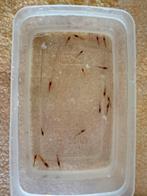 30 jonge vuurgarnalen €8, Dieren en Toebehoren, Vissen | Aquaria en Toebehoren, Ophalen, Nieuw, Overige typen