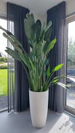 Mooie Strelitzia Reginae inclusief pot, Huis en Inrichting, Kamerplanten, Ophalen, Halfschaduw, 200 cm of meer