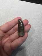 Allosaurus 4.5 cm fossiel dinosaurus, Verzamelen, Mineralen en Fossielen, Ophalen of Verzenden, Fossiel