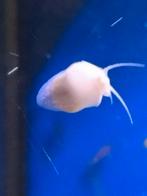 Witte appelslakken., Dieren en Toebehoren, Vissen | Aquariumvissen, Slak of Weekdier
