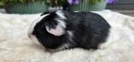 Driekleur zwart rood wit gladhaar beertje, Dieren en Toebehoren, Knaagdieren, Augustus, Mannelijk, Cavia