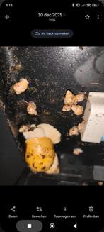 Baby mini kleine Afrikaanse reuzenslakken, Augustus, Meerdere dieren