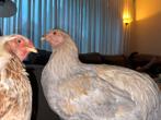 Prachtige, super tamme Brahma haan Isabel, Dieren en Toebehoren, Mannelijk, Kip