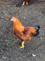 Gratis haan new Hampshire, Dieren en Toebehoren, Pluimvee, Mannelijk, Kip