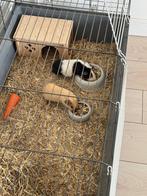 Cavia’s met kooi en attributen, Dieren en Toebehoren, Knaagdieren en Konijnen | Hokken en Kooien, Kooi, Zo goed als nieuw, 75 tot 110 cm