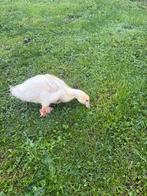 3 witte parkeendjes, Dieren en Toebehoren, Mannelijk, Tam