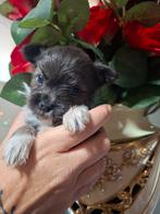 Prachtige chihuahua pomeriaans pups geboren op  9 november, Dieren en Toebehoren, Rabiës (hondsdolheid), 8 tot 15 weken, Meerdere