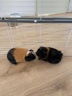 Met spoed opzoek naar een liefde vol huis 2mannetjes cavia’s, Dieren en Toebehoren, Knaagdieren, Cavia, Mannelijk, Tam, Oktober