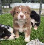 Te koop mooie mini Australian sherperd pups, Nederland, CDV (hondenziekte), 8 tot 15 weken, Meerdere