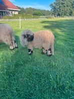 Walliser schwarznase ramlam, Dieren en Toebehoren, Schapen, Geiten en Varkens, Mannelijk, Schaap, 0 tot 2 jaar