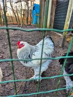 Brahma haan, wit-zwart colombia, Dieren en Toebehoren, Pluimvee, Mannelijk, Kip