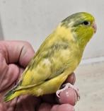 Tamme jonge forpussen, Dieren en Toebehoren, Vrouwelijk, Dwergpapegaai of Agapornis, Geringd