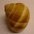 Slakkenhuisjes voor cichliden NIEUW, Ophalen of Verzenden, Nieuw, Plant(en), Steen of Hout
