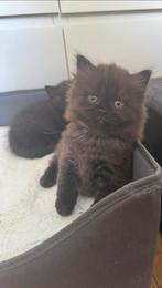 Prachtige Britse korthaar kittens, Dieren en Toebehoren, Katten en Kittens | Raskatten | Korthaar, Meerdere dieren, Ontwormd, 0 tot 2 jaar