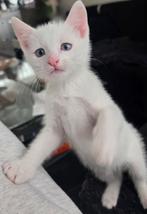 Super lieve katertje!, Kater, 0 tot 2 jaar