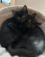 Britse korthaar kittens donkerbruin, Dieren en Toebehoren