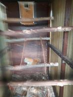 Hudsoneekhoorn, Dieren en Toebehoren, Knaagdieren, April, Mannelijk, Tam