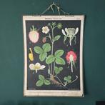 Vintage botanische school poster Duits. aardbei plant, Huis en Inrichting, Woonaccessoires | Schilderijen, Tekeningen en Foto's